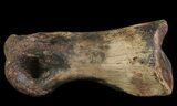 Struthiomimus Toe Bone - Montana #66454-1